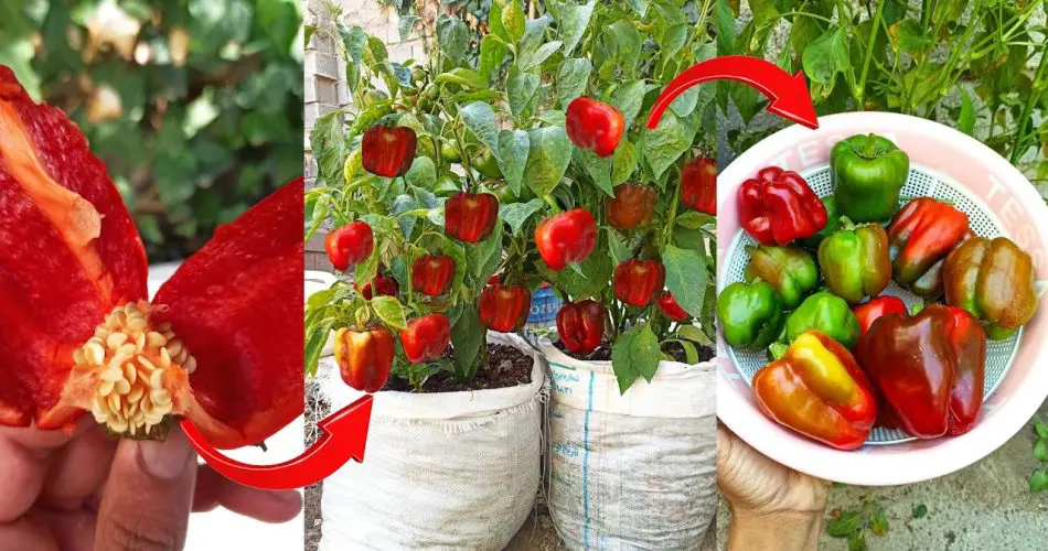 How and When to Harvest Peppers of All Types