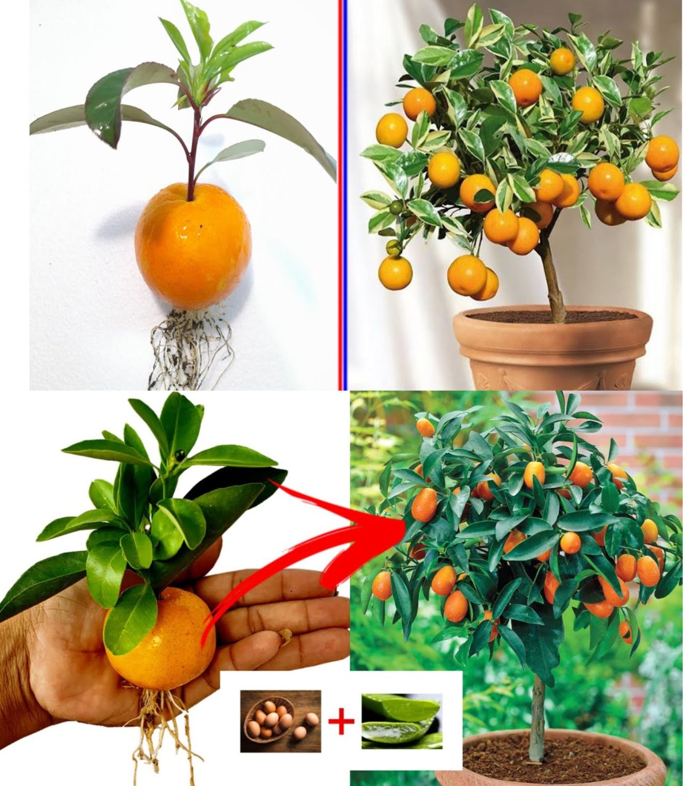 How to Grow a Mandarin Tree from Tangerine Seeds 10 Garden Tips